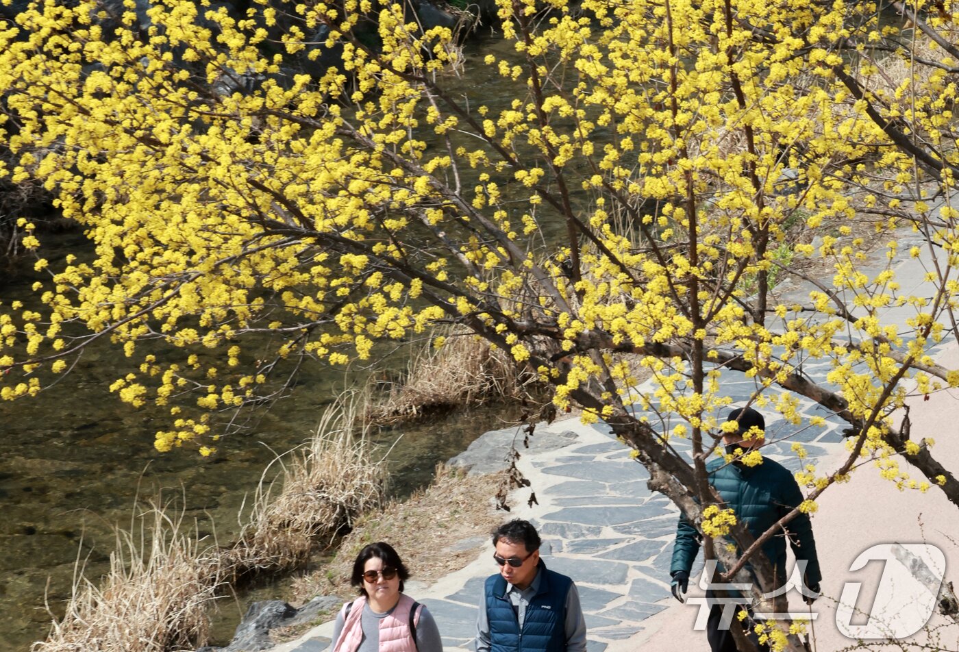 본문 이미지 - 완연한 봄 날씨를 보인 23일 서울 종로구 청계천을 찾은 시민들이 산책을 하고 있다. 2026.3.23 ⓒ 뉴스1 이호윤 기자