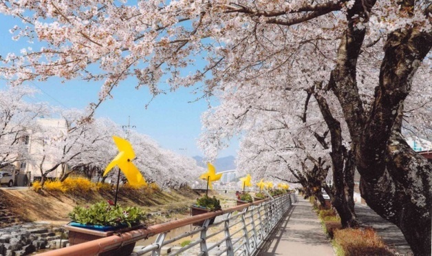금산천봄꽃축제 4월 4일 개막…무대·공연·의전 없는 3무