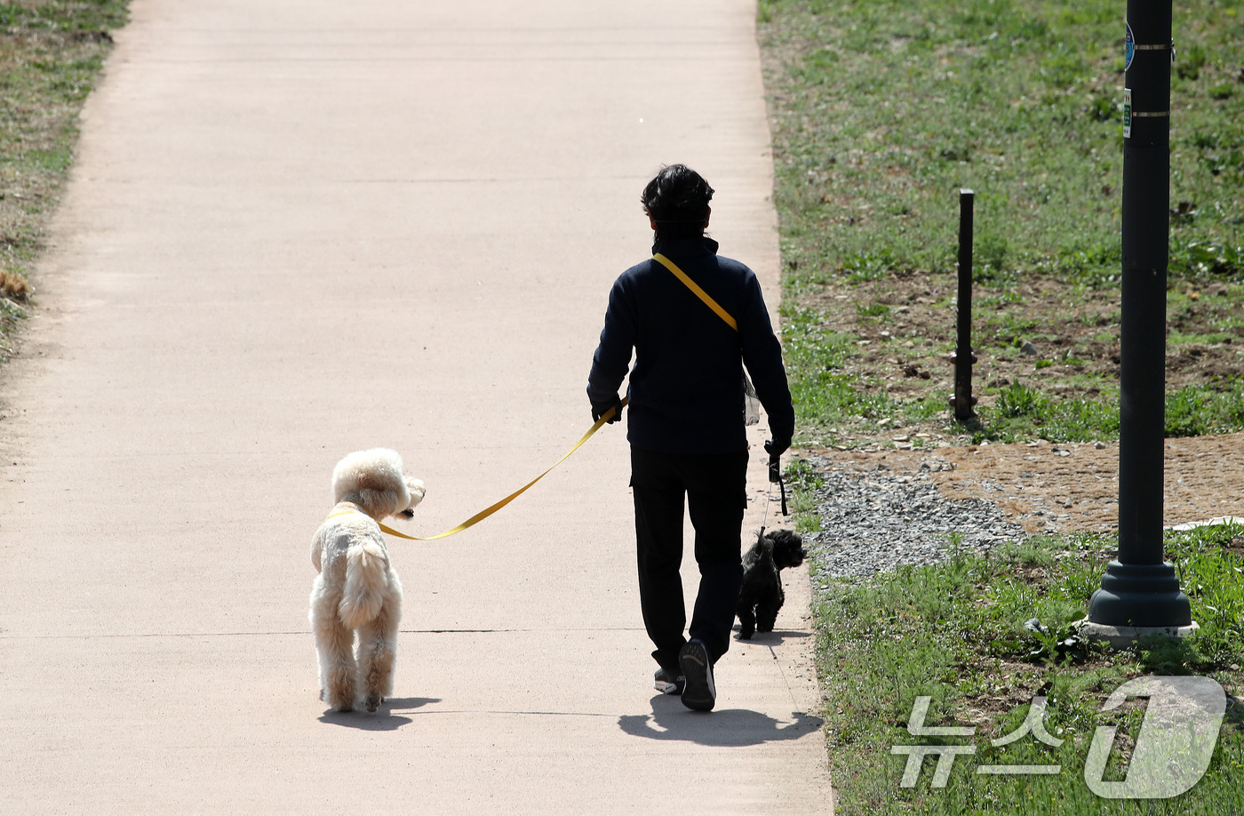 (대구=뉴스1) 공정식 기자 = 낮 기온이 크게 올라 완연한 봄 날씨를 보인 23일 오후 대구 수성구 매호천에서 한 시민이 반려견과 함께 산책하고 있다. 2026.3.23/뉴스1