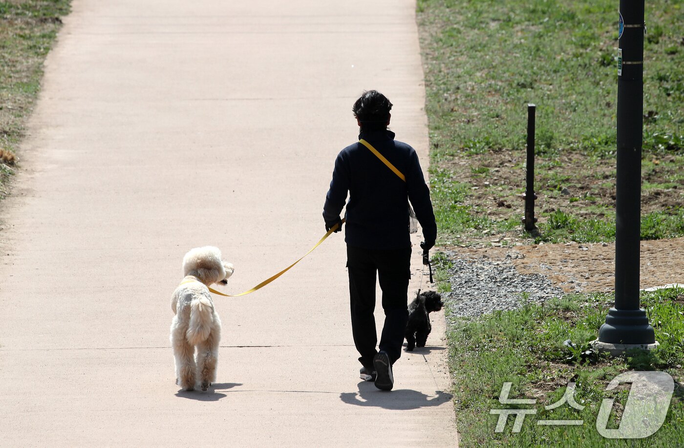 본문 이미지 - 낮 기온이 크게 올라 완연한 봄 날씨를 보인 23일 오후 대구 수성구 매호천에서 한 시민이 반려견과 함께 산책하고 있다. 2026.3.23 ⓒ 뉴스1 공정식 기자