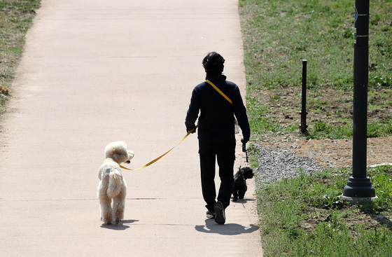댕댕이와 함께 산책