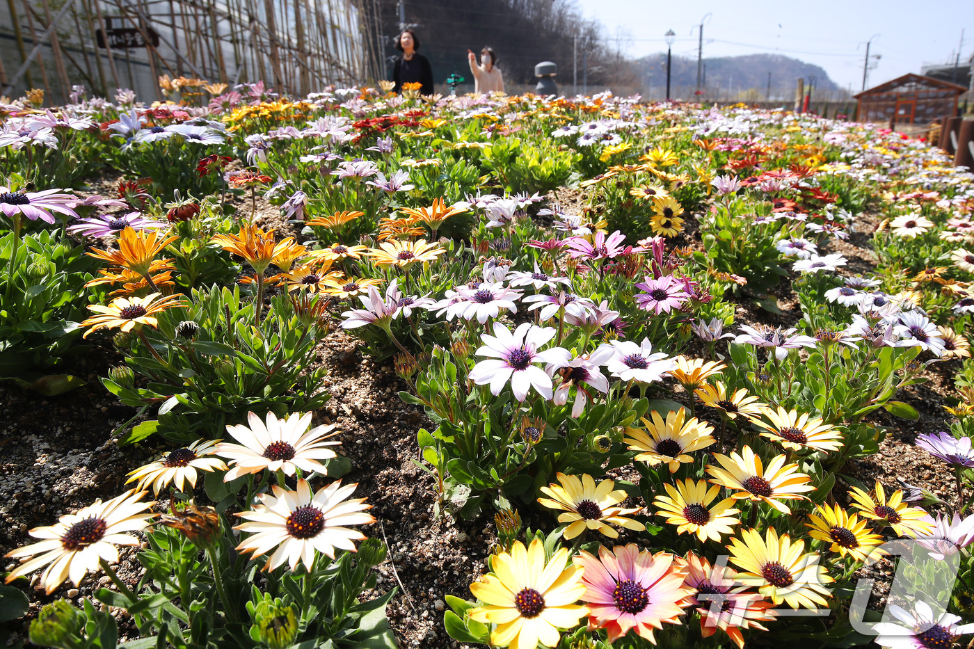 (대구=뉴스1) 공정식 기자 = 완연한 봄 날씨를 보인 23일 오후 대구 수성구 무료 식물원 '생각을 담는 정원' 주변에 봄의 전령사라고도 불리는 '오스테오스퍼멈(디모르포테카)'이 …
