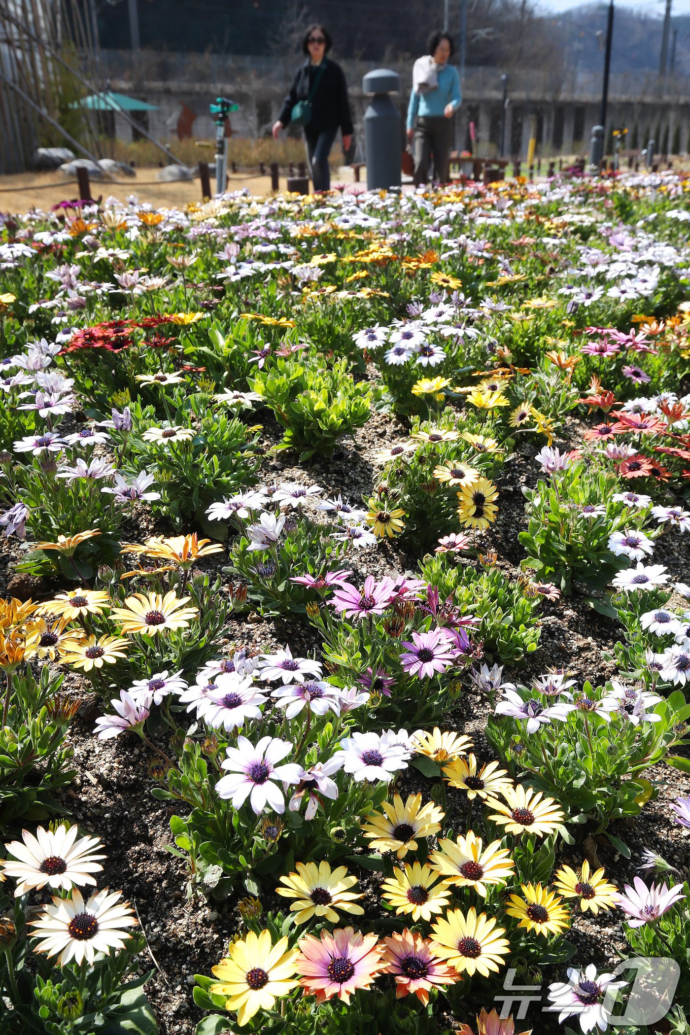 (대구=뉴스1) 공정식 기자 = 완연한 봄 날씨를 보인 23일 오후 대구 수성구 무료 식물원 '생각을 담는 정원' 주변에 봄의 전령사라고도 불리는 '오스테오스퍼멈(디모르포테카)'이 …