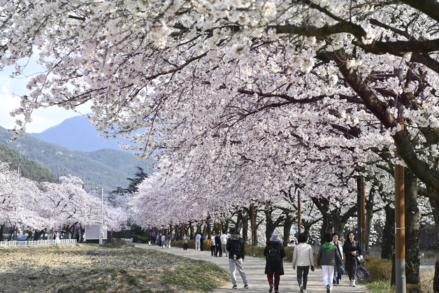 대구 벚꽃 26일 개화…달성 옥포·동구 팔공산서 봄 축제