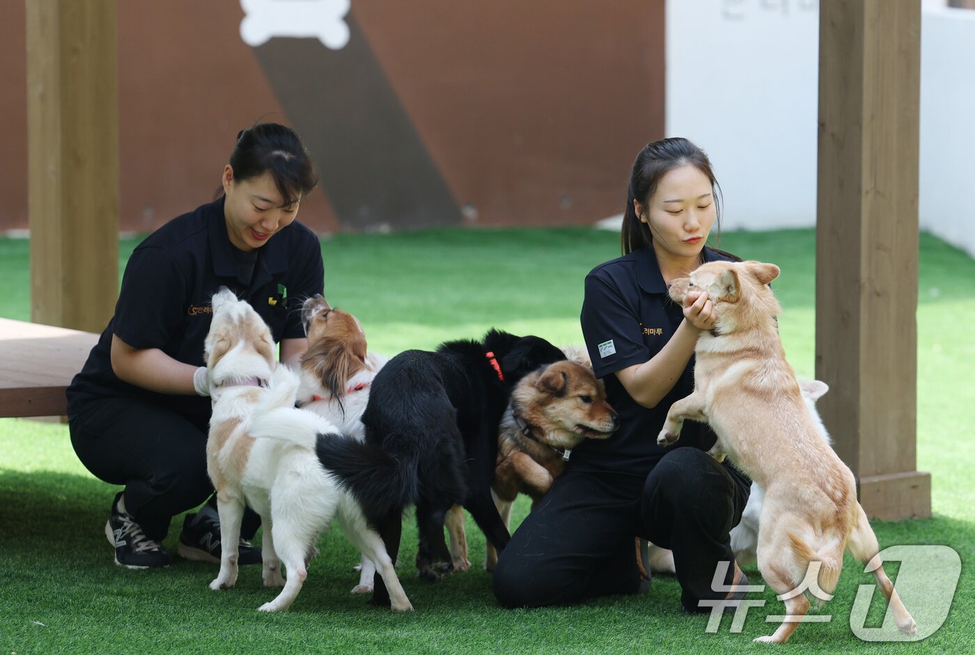 본문 이미지 - 국제 강아지의 날인 23일 경기 여주시 반려마루 여주에서 보호동물들이 직원들과 즐거운 시간을 보내고 있다. 2026.3.23 ⓒ 뉴스1 김영운 기자