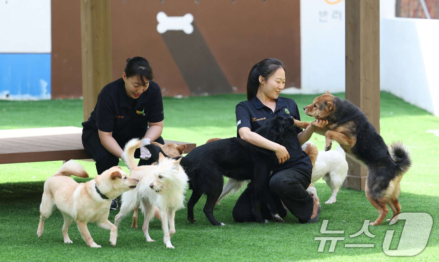 본문 이미지 - 국제 강아지의 날인 23일 경기 여주시 반려마루 여주에서 보호동물들이 직원들과 즐거운 시간을 보내고 있다. 2026.3.23 ⓒ 뉴스1 김영운 기자