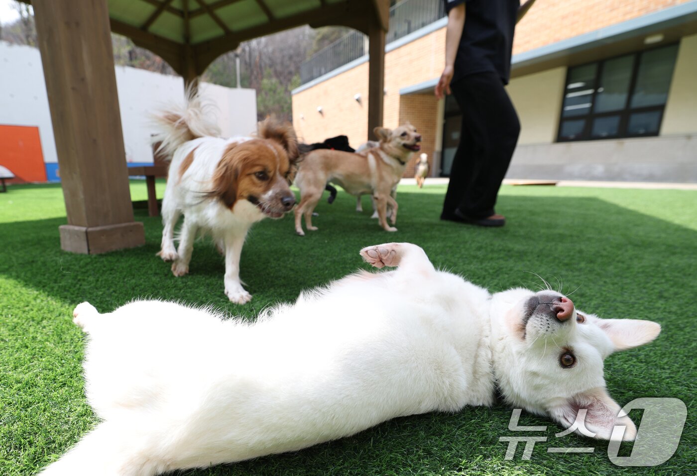 본문 이미지 - 국제 강아지의 날인 23일 경기 여주시 반려마루 여주에서 보호동물들이 직원들과 즐거운 시간을 보내고 있다. 2026.3.23 ⓒ 뉴스1 김영운 기자