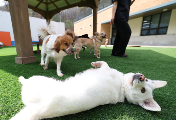 농식품부 '동물 의료 제도개선 TF' 발족…진료비 부담 완화 논의