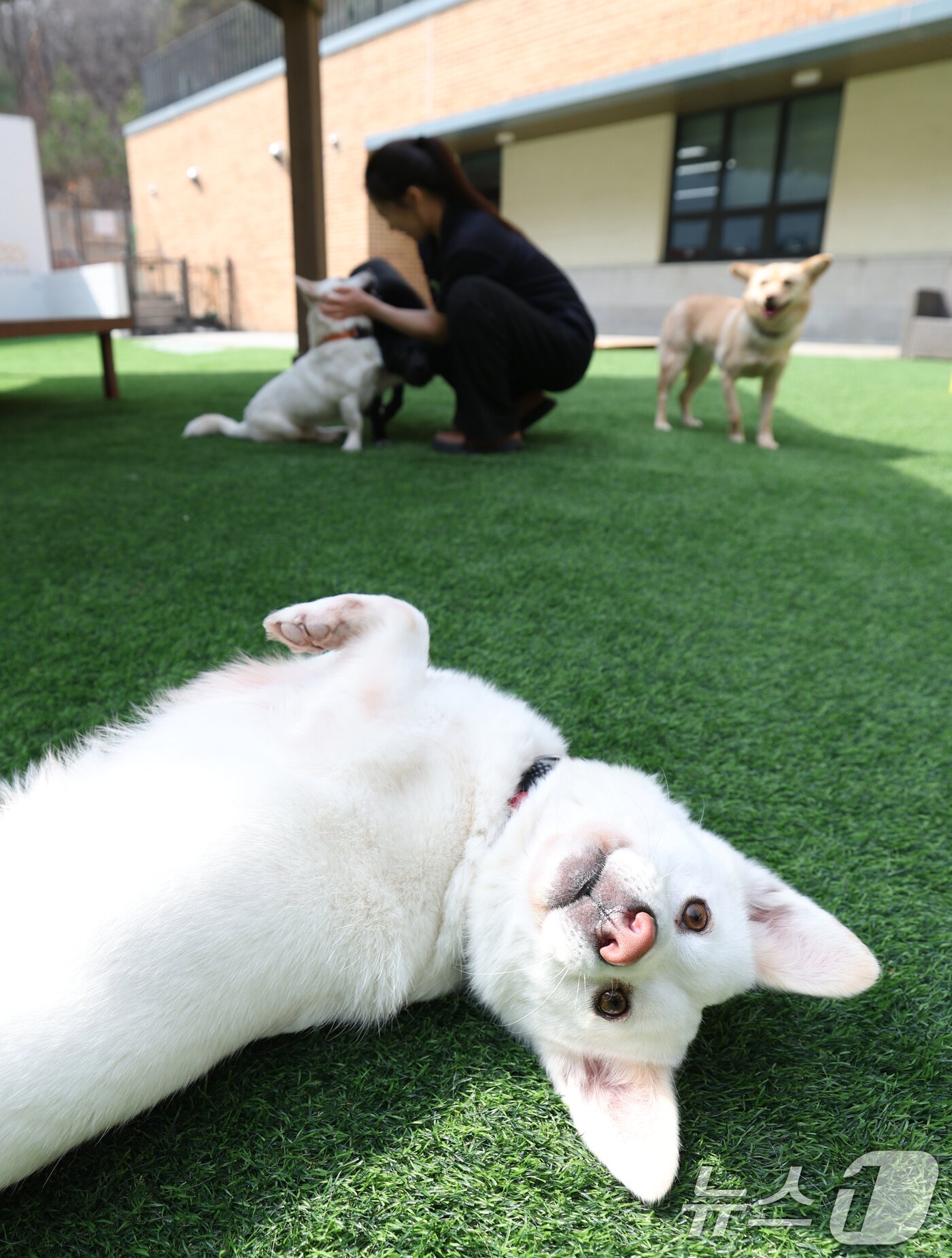 본문 이미지 - 국제 강아지의 날인 23일 경기 여주시 반려마루 여주에서 보호동물들이 직원들과 즐거운 시간을 보내고 있다. 2026.3.23 ⓒ 뉴스1 김영운 기자