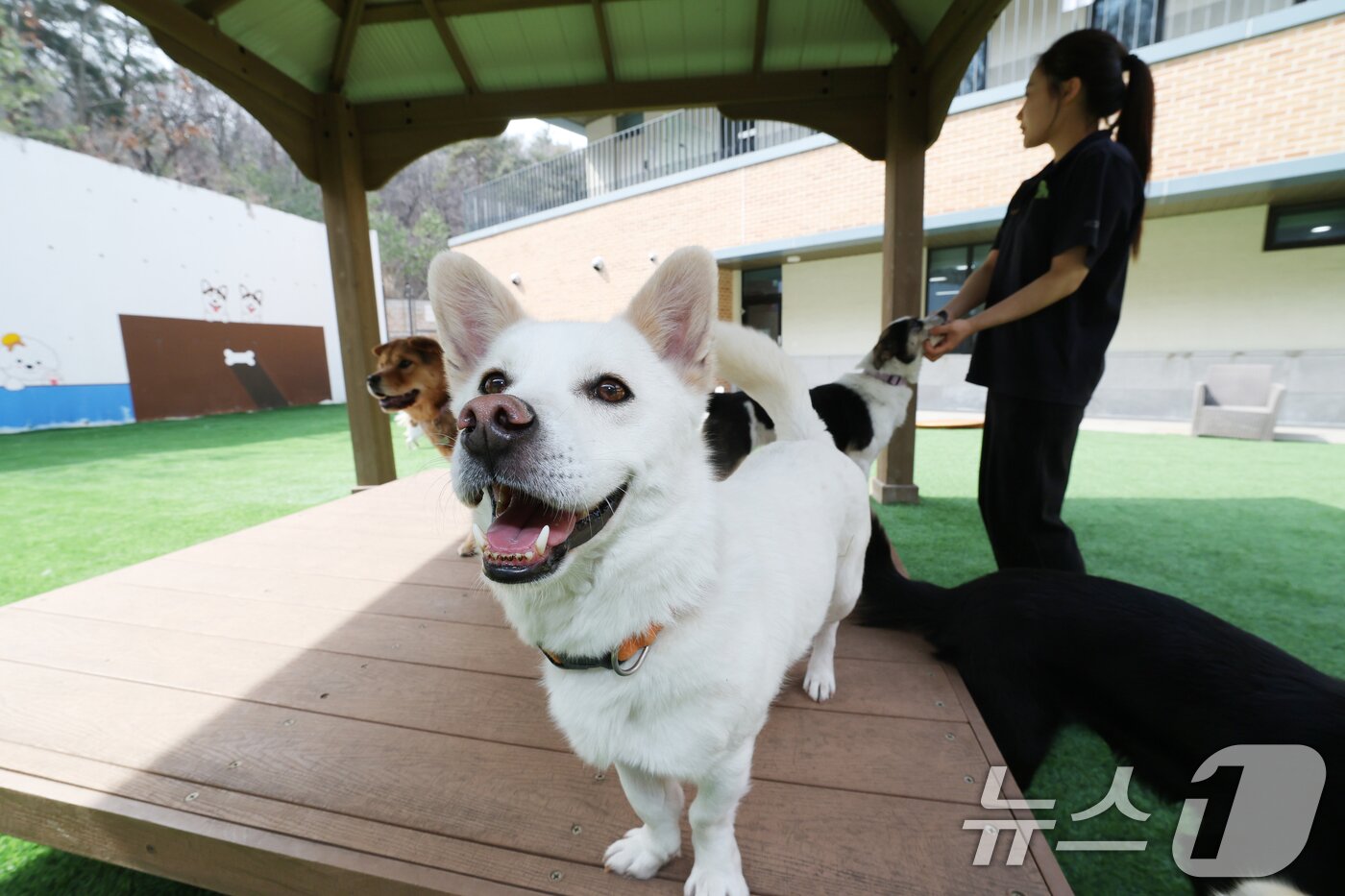 본문 이미지 - 국제 강아지의 날인 23일 경기 여주시 반려마루 여주에서 보호동물들이 직원들과 즐거운 시간을 보내고 있다. 2026.3.23 ⓒ 뉴스1 김영운 기자