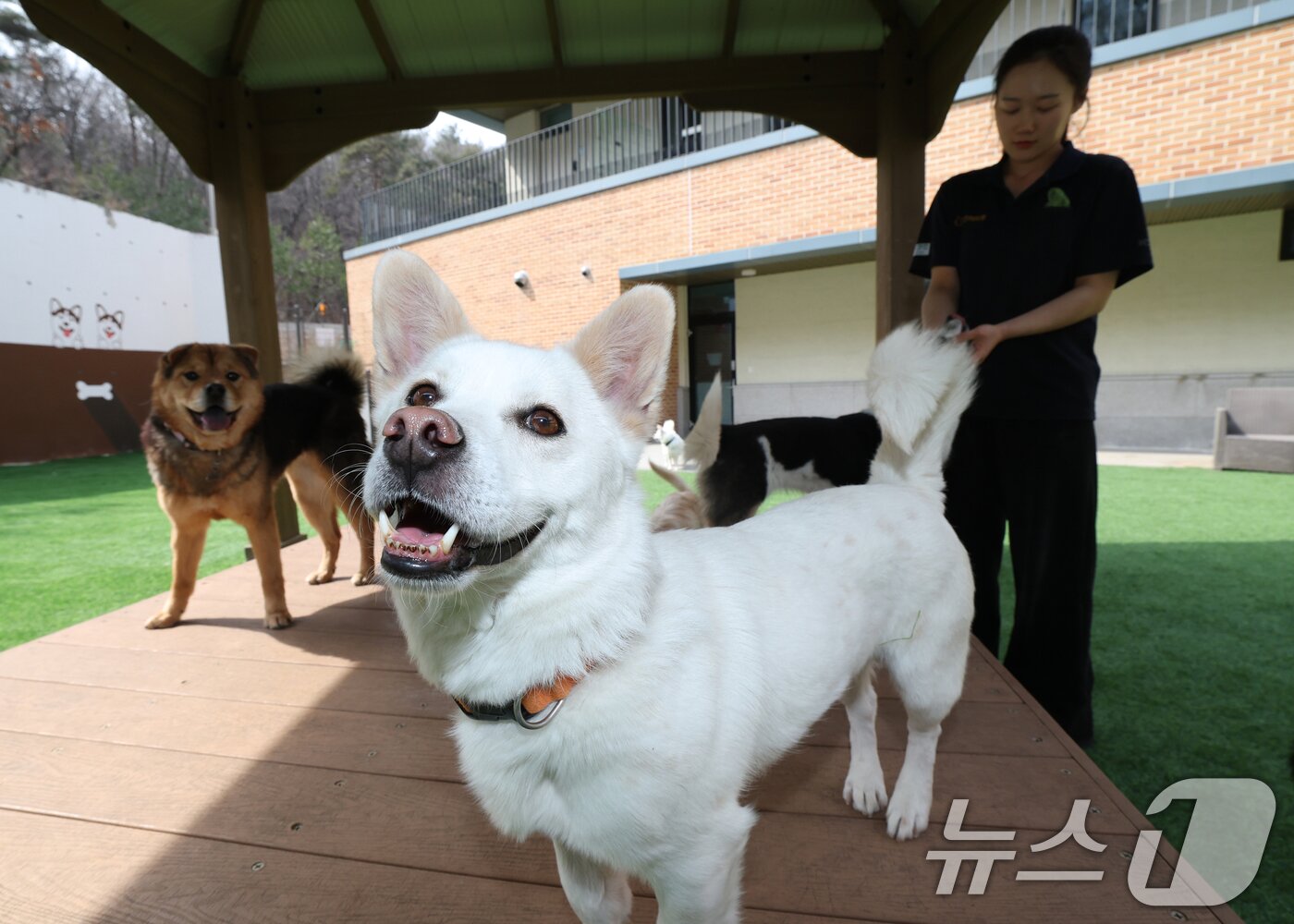 본문 이미지 - 국제 강아지의 날인 23일 경기 여주시 반려마루 여주에서 보호동물들이 직원들과 즐거운 시간을 보내고 있다. 2026.3.23 ⓒ 뉴스1 김영운 기자