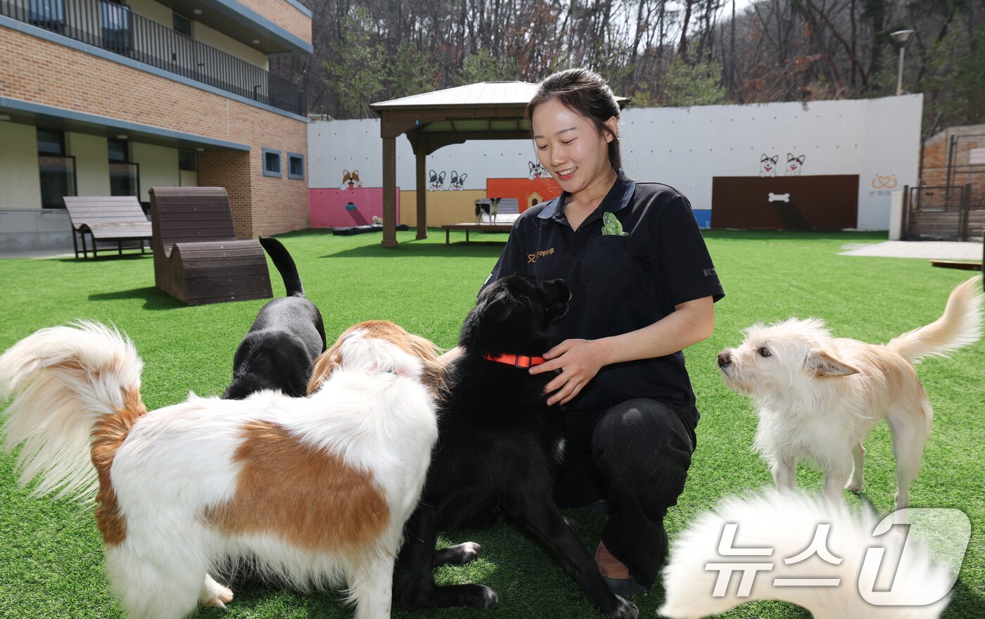 본문 이미지 - 국제 강아지의 날인 23일 경기 여주시 반려마루 여주에서 보호동물들이 직원들과 즐거운 시간을 보내고 있다. 2026.3.23 ⓒ 뉴스1 김영운 기자