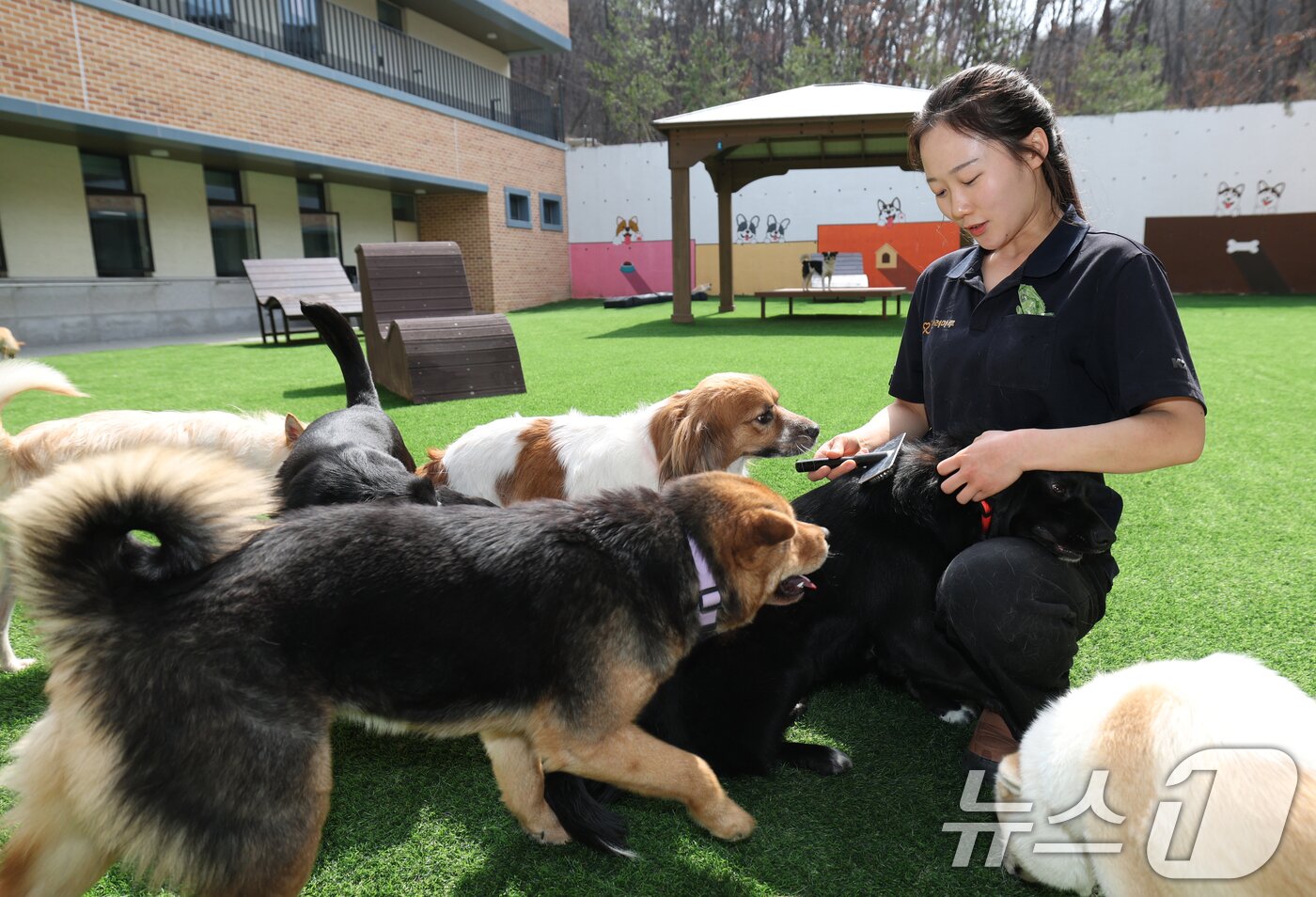 본문 이미지 - 국제 강아지의 날인 23일 경기 여주시 반려마루 여주에서 보호동물들이 직원들과 즐거운 시간을 보내고 있다. 2026.3.23 ⓒ 뉴스1 김영운 기자