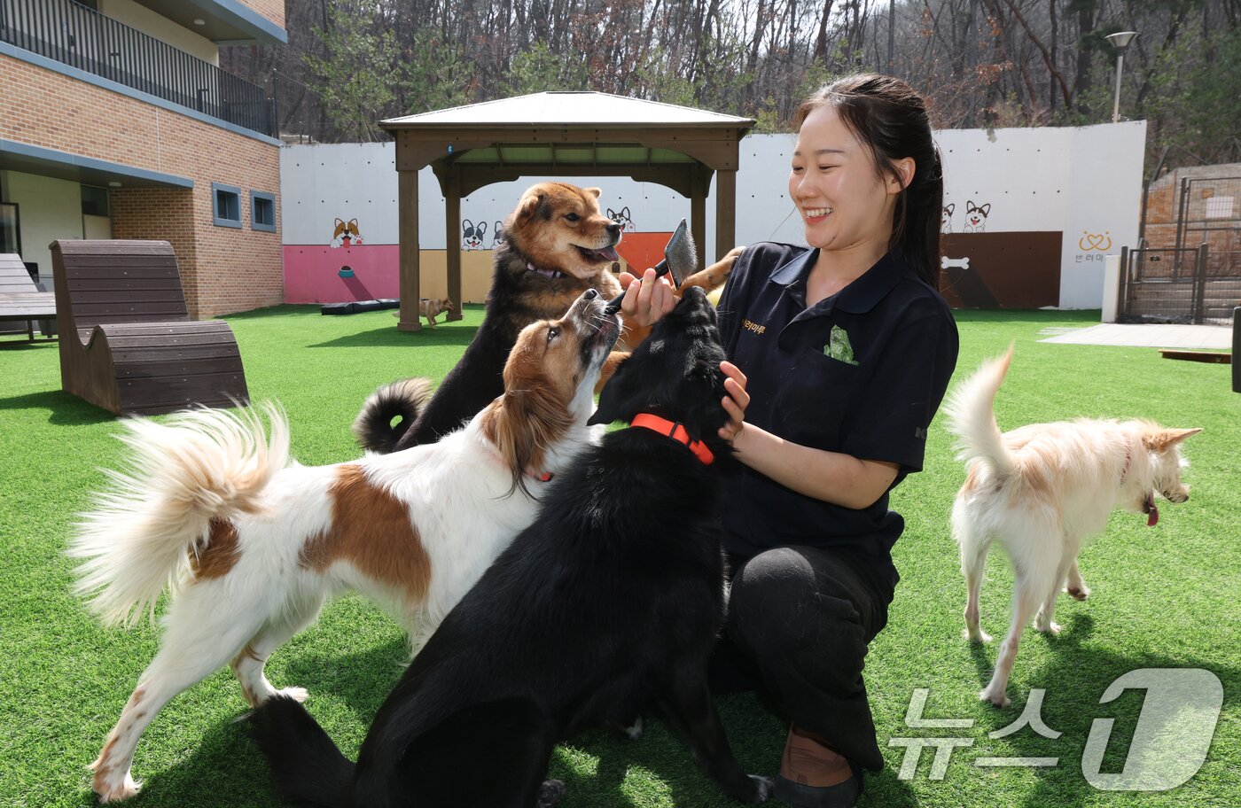 본문 이미지 - 국제 강아지의 날인 23일 경기 여주시 반려마루 여주에서 보호동물들이 직원들과 즐거운 시간을 보내고 있다. 2026.3.23 ⓒ 뉴스1 김영운 기자