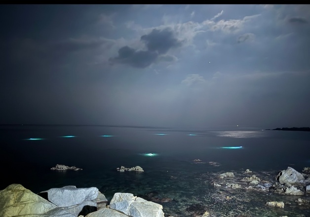 '기준 미달' 문어·전복 싹쓸이…속초해경, 야간 레저객 적발