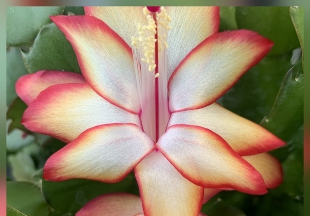 경기도농기원, 게발선인장 신품종 '듀얼라벨·골드라벨' 출시