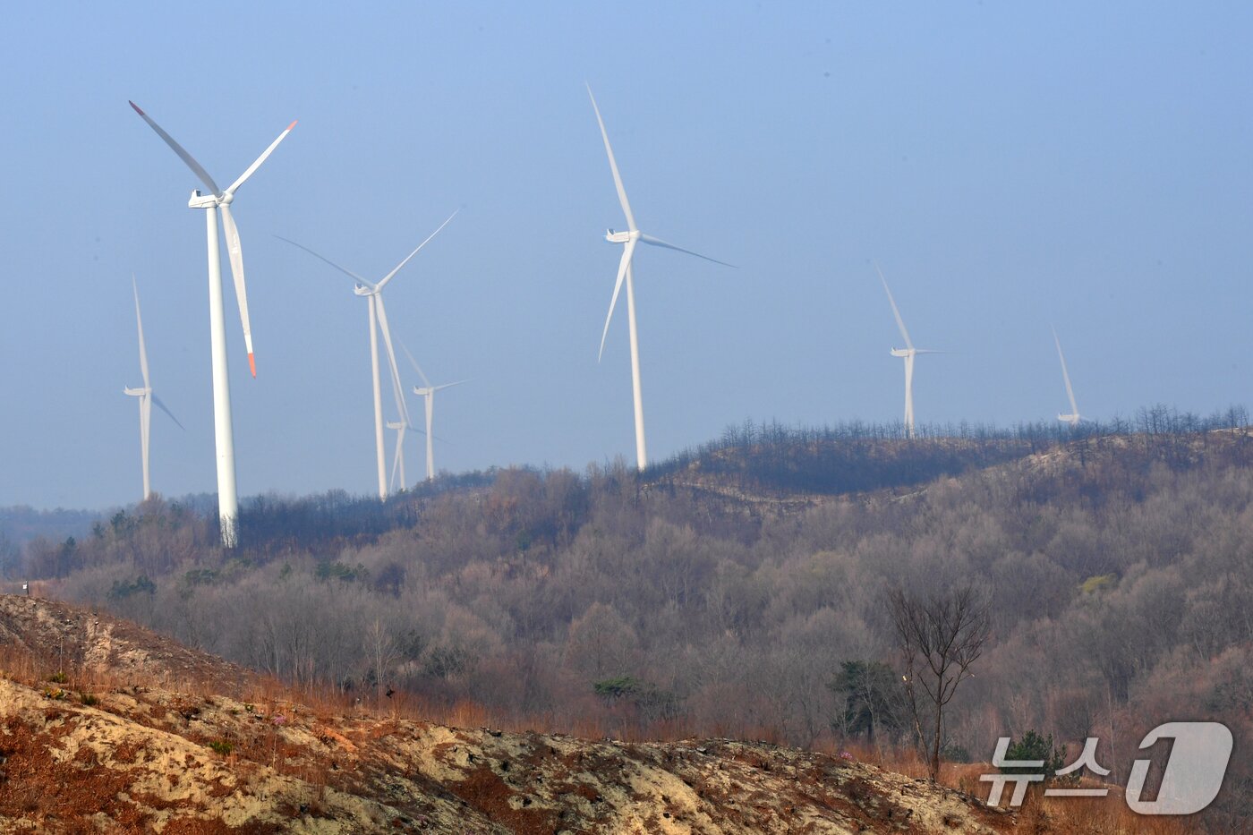 본문 이미지 - 24일 경북 영덕군 창포풍력단지에 있는 발전기가 가동을 멈췄다. 2026.3.24/뉴스1 최창호 기자  