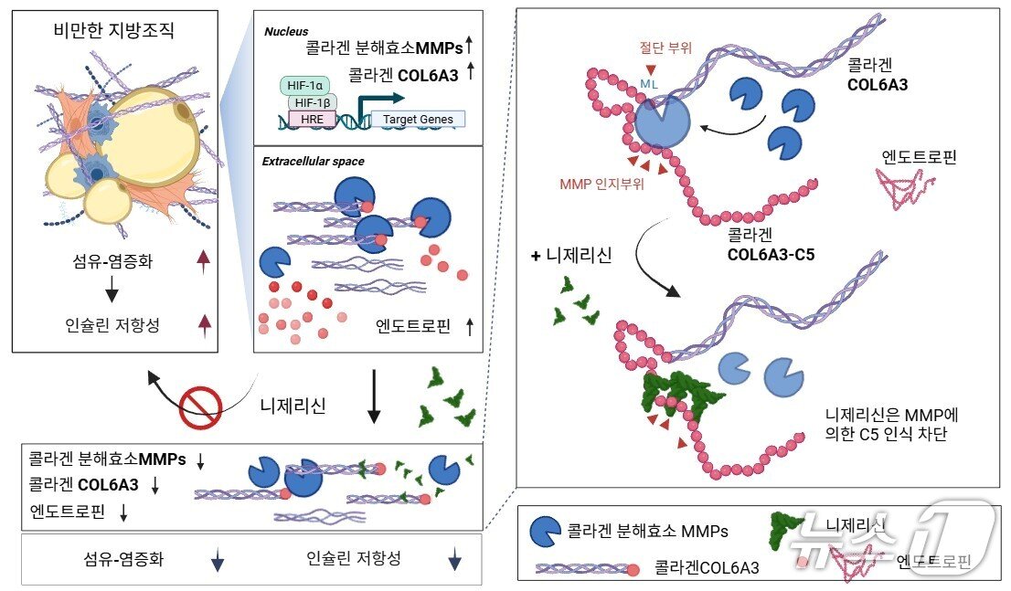 본문 이미지 - 니제리신이 콜라겐의 절단을 막아 엔도트로핀 생성을 억제하는 과정.(UNIST 제공. 재판매 및 DB금지)/뉴스1