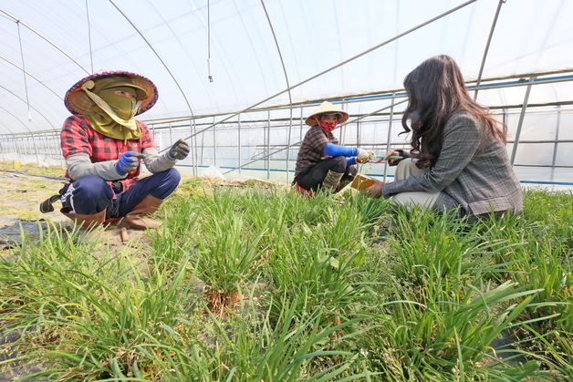 임실군 외국인 계절근로자 26일부터 순차 입국…총 274명