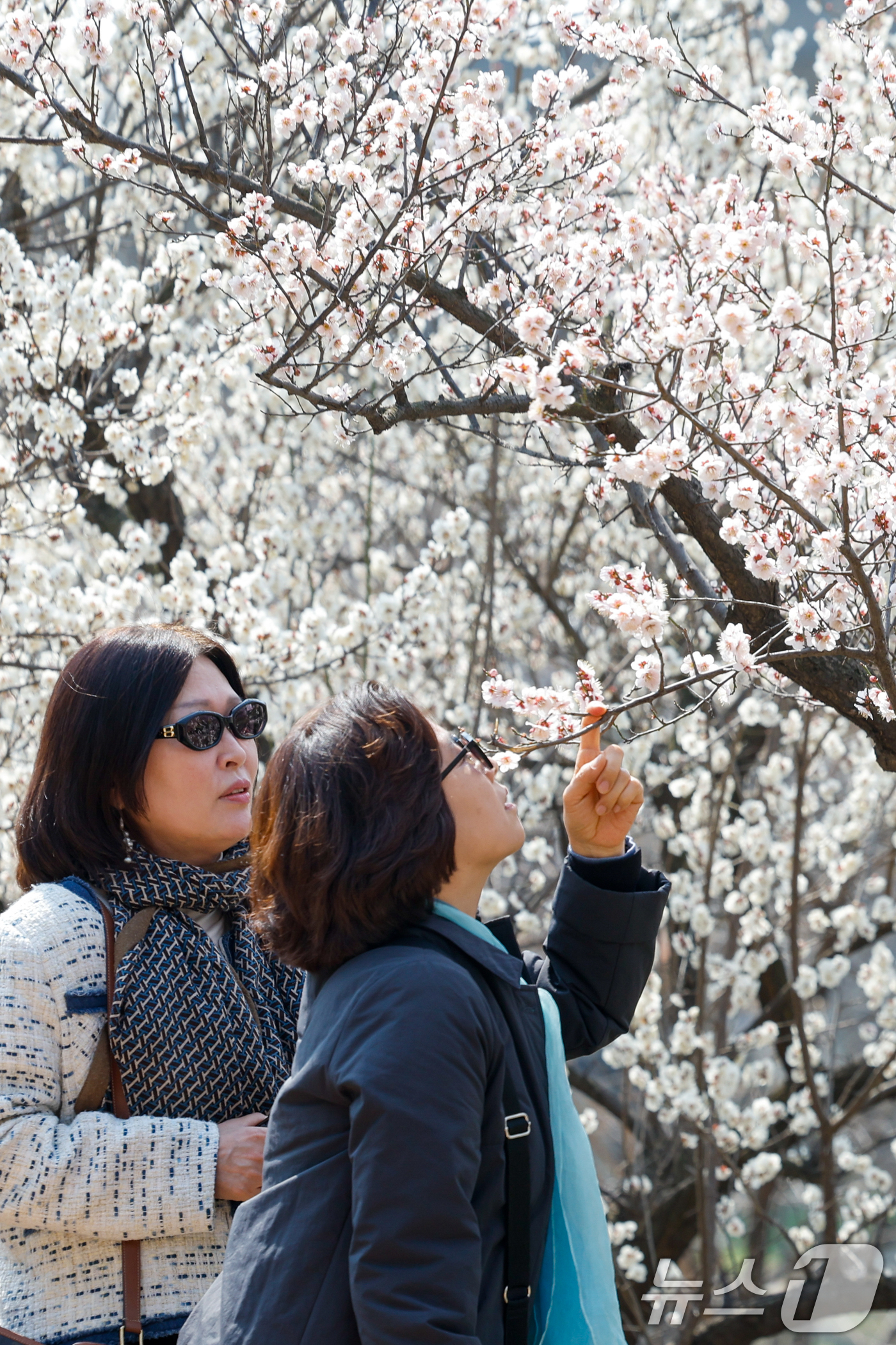 (서울=뉴스1) 안은나 기자 = 낮 최고 기온이 19도까지 오르며 포근한 봄날씨를 보인 24일 서울 성동구 하동매실거리를 찾은 시민들이 매화를 감상하고 있다. 2026.3.24/뉴 …