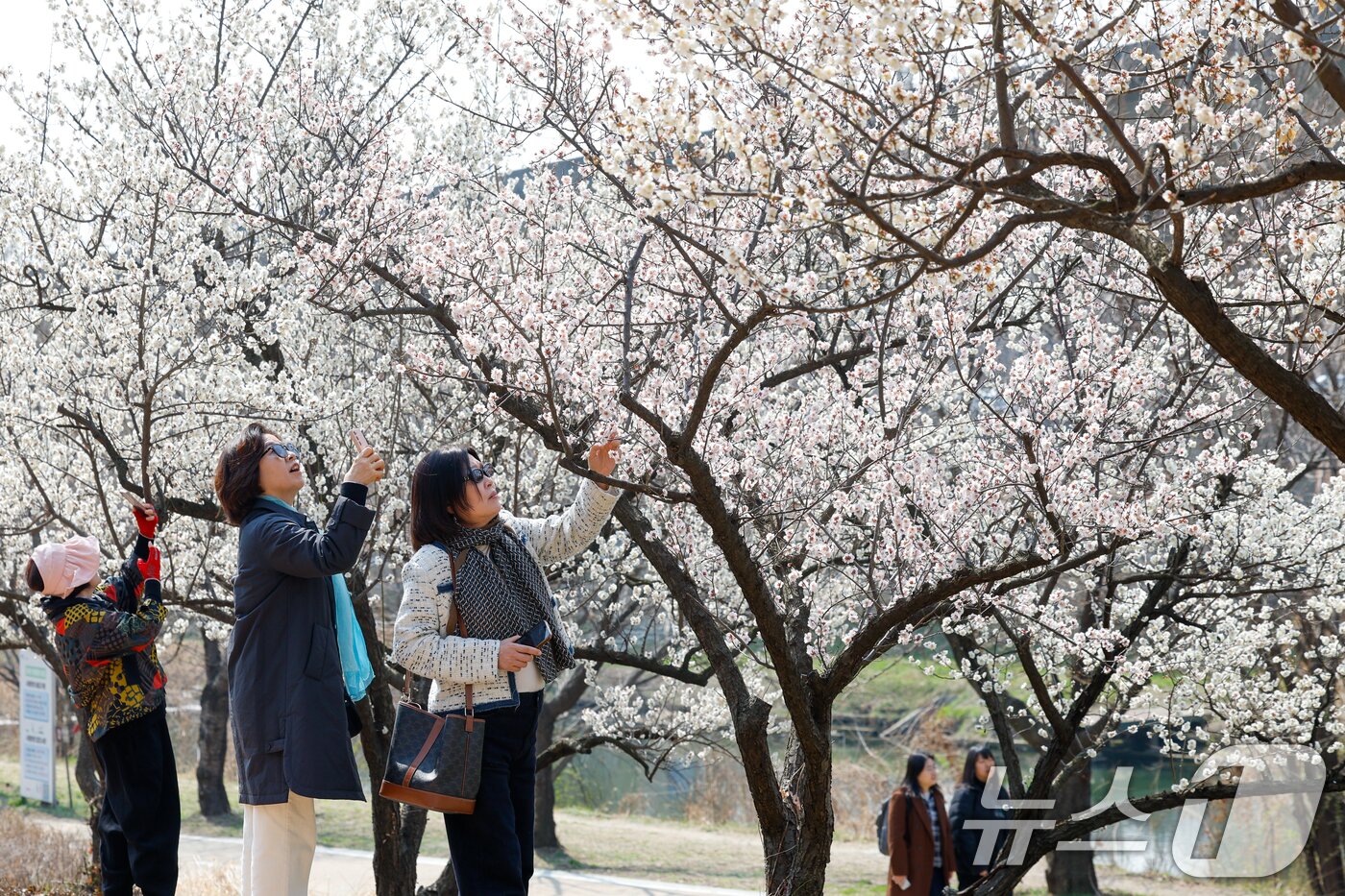 본문 이미지 - 낮 최고 기온이 19도까지 오르며 포근한 봄날씨를 보인 24일 서울 성동구 하동매실거리를 찾은 시민들이 매화를 감상하고 있다. 2026.3.24 ⓒ 뉴스1 안은나 기자