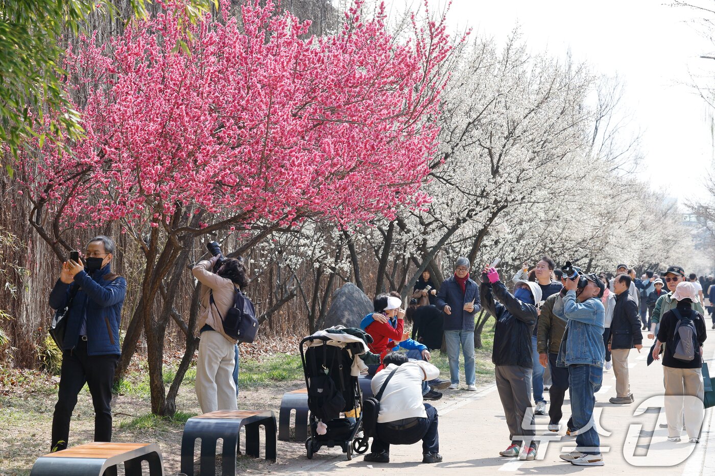 본문 이미지 - 낮 최고 기온이 19도까지 오르며 포근한 봄날씨를 보인 24일 서울 성동구 하동매실거리를 찾은 시민들이 매화를 감상하고 있다. 2026.3.24 ⓒ 뉴스1 안은나 기자