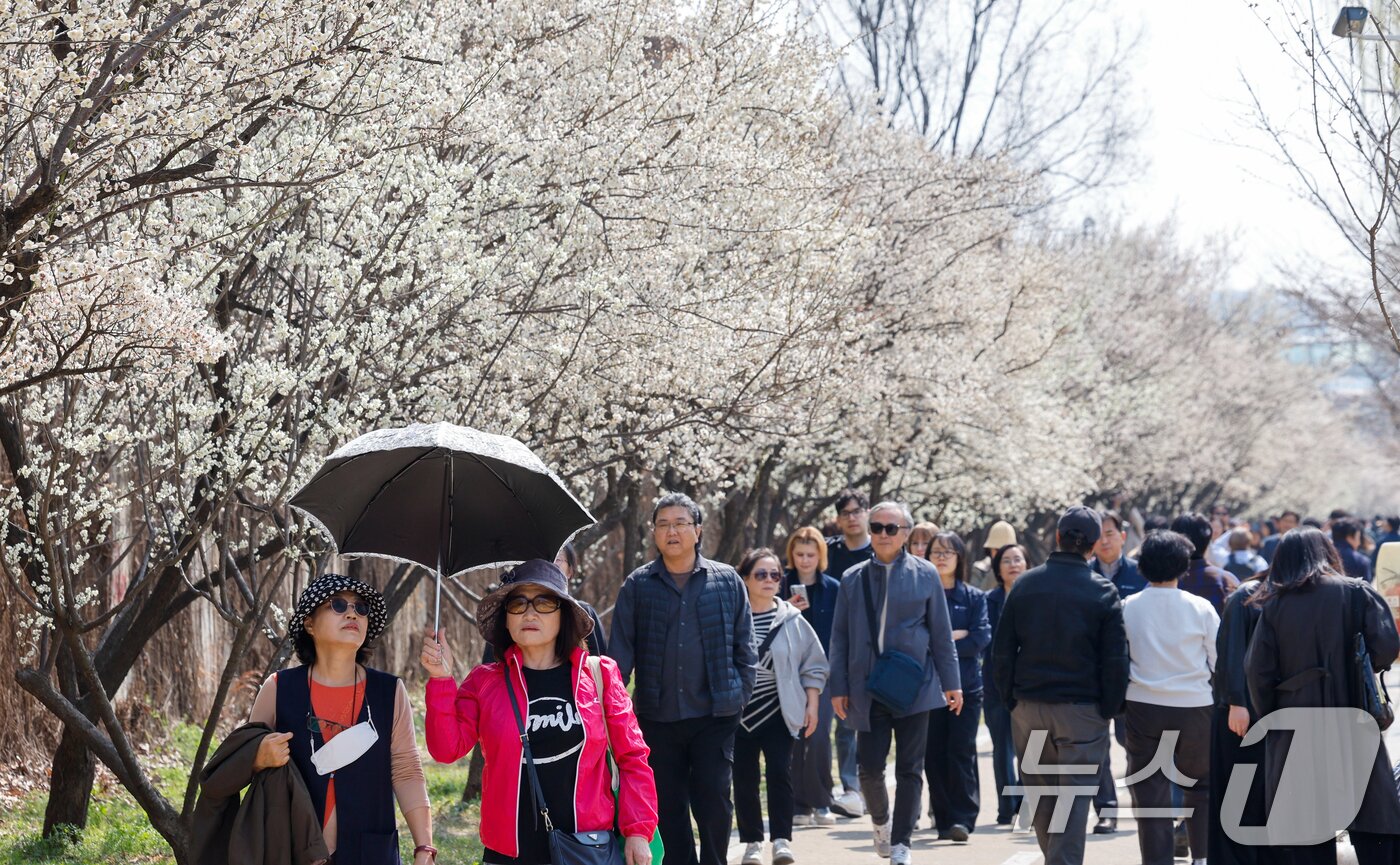 본문 이미지 - 낮 최고 기온이 19도까지 오르며 포근한 봄날씨를 보인 24일 서울 성동구 하동매실거리를 찾은 시민들이 매화를 감상하고 있다. 2026.3.24 ⓒ 뉴스1 안은나 기자