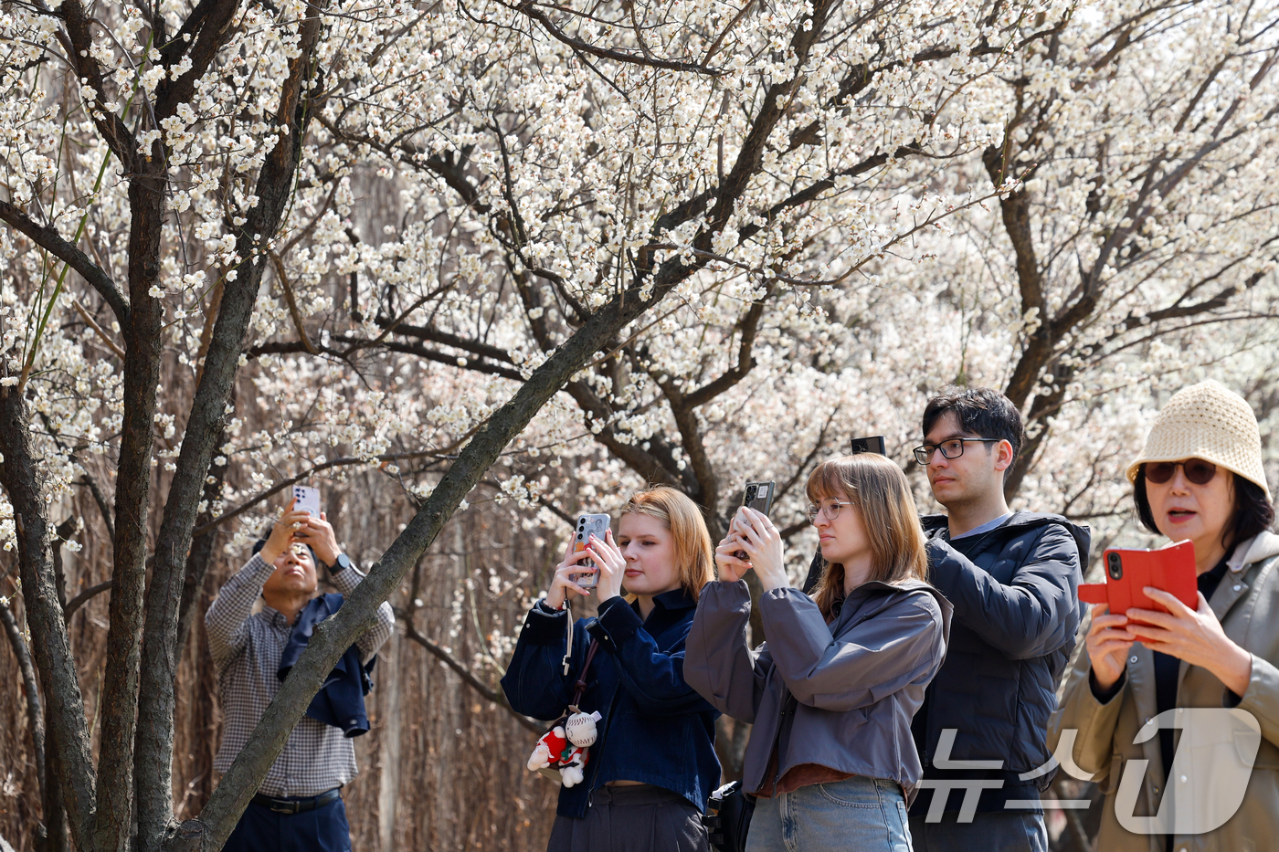 (서울=뉴스1) 안은나 기자 = 낮 최고 기온이 19도까지 오르며 포근한 봄날씨를 보인 24일 서울 성동구 하동매실거리를 찾은 시민과 외국인들이 매화를 감상하고 있다. 2026.3 …