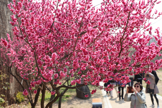 [뉴스1 PICK]낮 최고 19도 포근한 봄날…전국 곳곳 봄꽃 피고 나들이객 북적