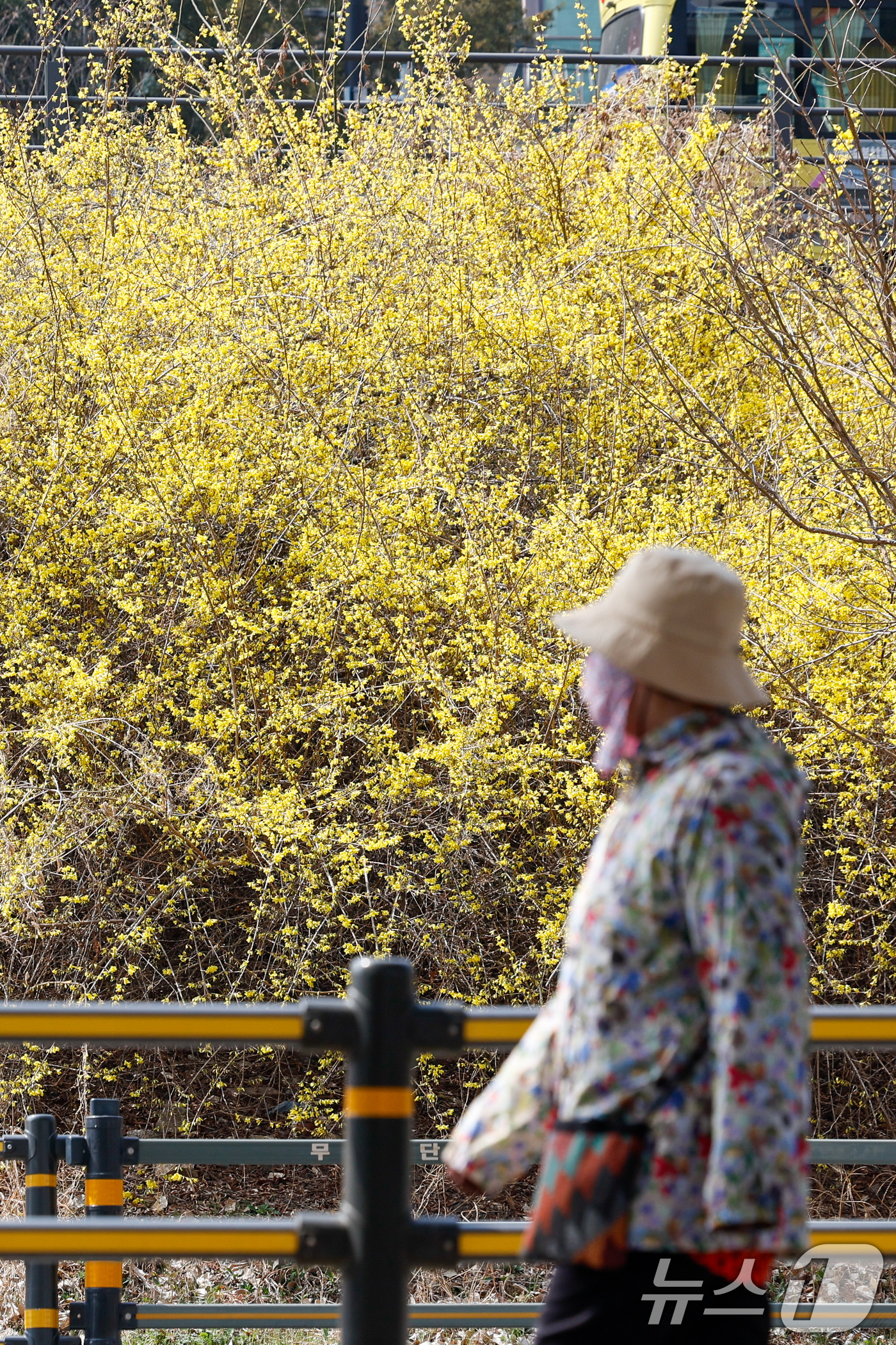 (서울=뉴스1) 안은나 기자 = 낮 최고 기온이 19도까지 오르며 포근한 봄날씨를 보인 24일 서울 성동구 제2마장교 인근에 노란 개나리가 활짝 피어 있다. 2026.3.24/뉴스 …