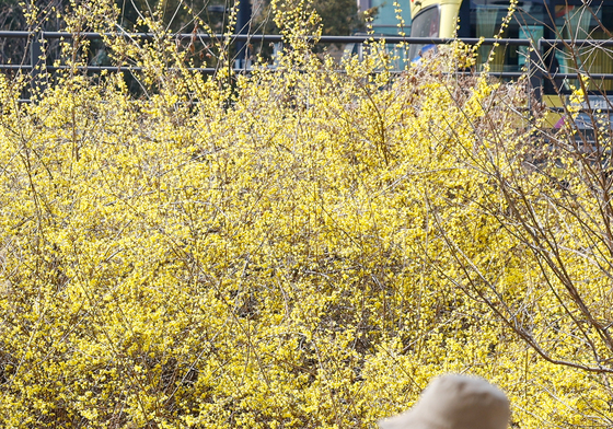 봄의 전령, 개나리 핀 서울