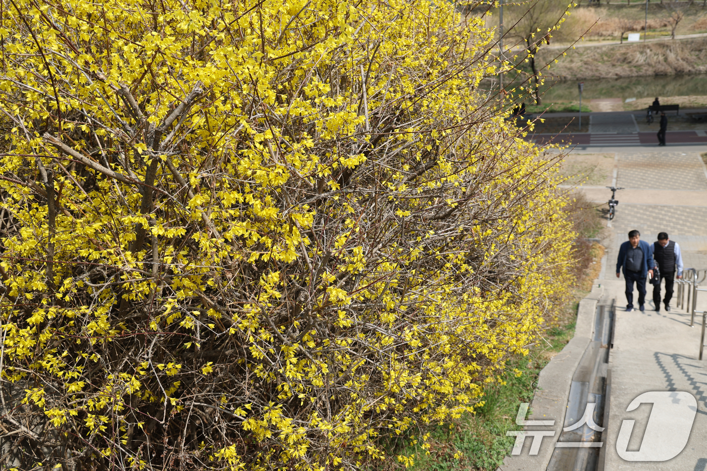 (서울=뉴스1) 안은나 기자 = 낮 최고 기온이 19도까지 오르며 포근한 봄날씨를 보인 24일 서울 성동구 제2마장교 인근에 노란 개나리가 활짝 피어 있다. 2026.3.24/뉴스 …