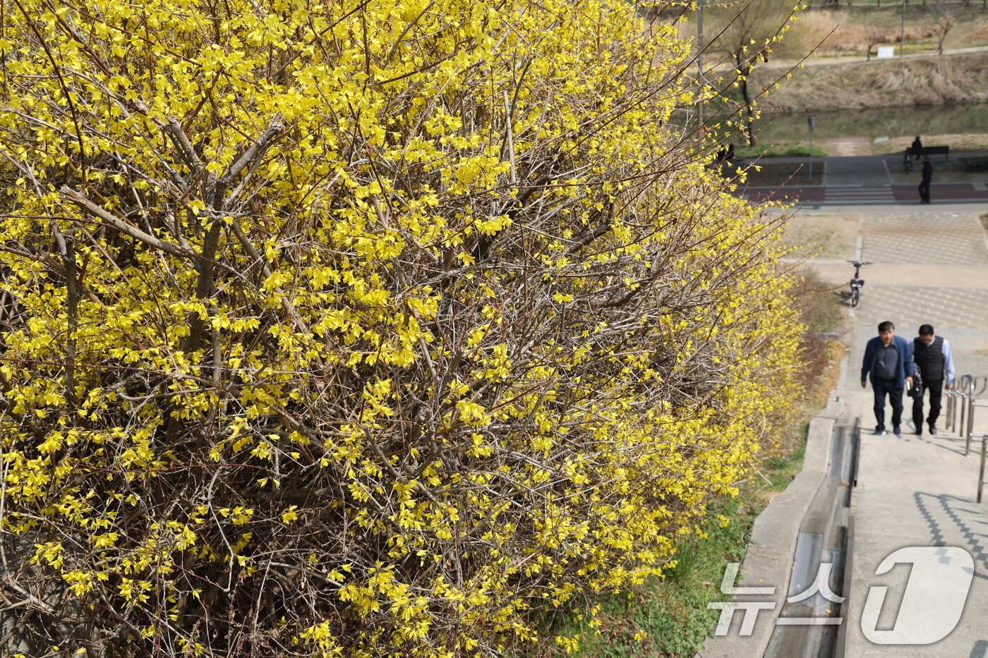 본문 이미지 - 낮 최고 기온이 19도까지 오르며 포근한 봄날씨를 보인 24일 서울 성동구 제2마장교 인근에 노란 개나리가 활짝 피어 있다. 2026.3.24 ⓒ 뉴스1 안은나 기자