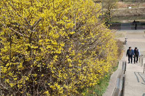 서울 개나리 '활짝'