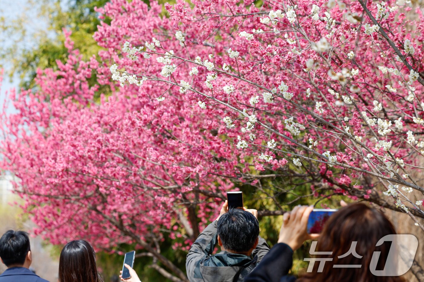 본문 이미지 - 낮 최고 기온이 19도까지 오르며 포근한 봄날씨를 보인 24일 서울 성동구 하동매실거리에 홍매화와 하얀 매화가 활짝 피어있다. 2026.3.24 ⓒ 뉴스1 안은나 기자
