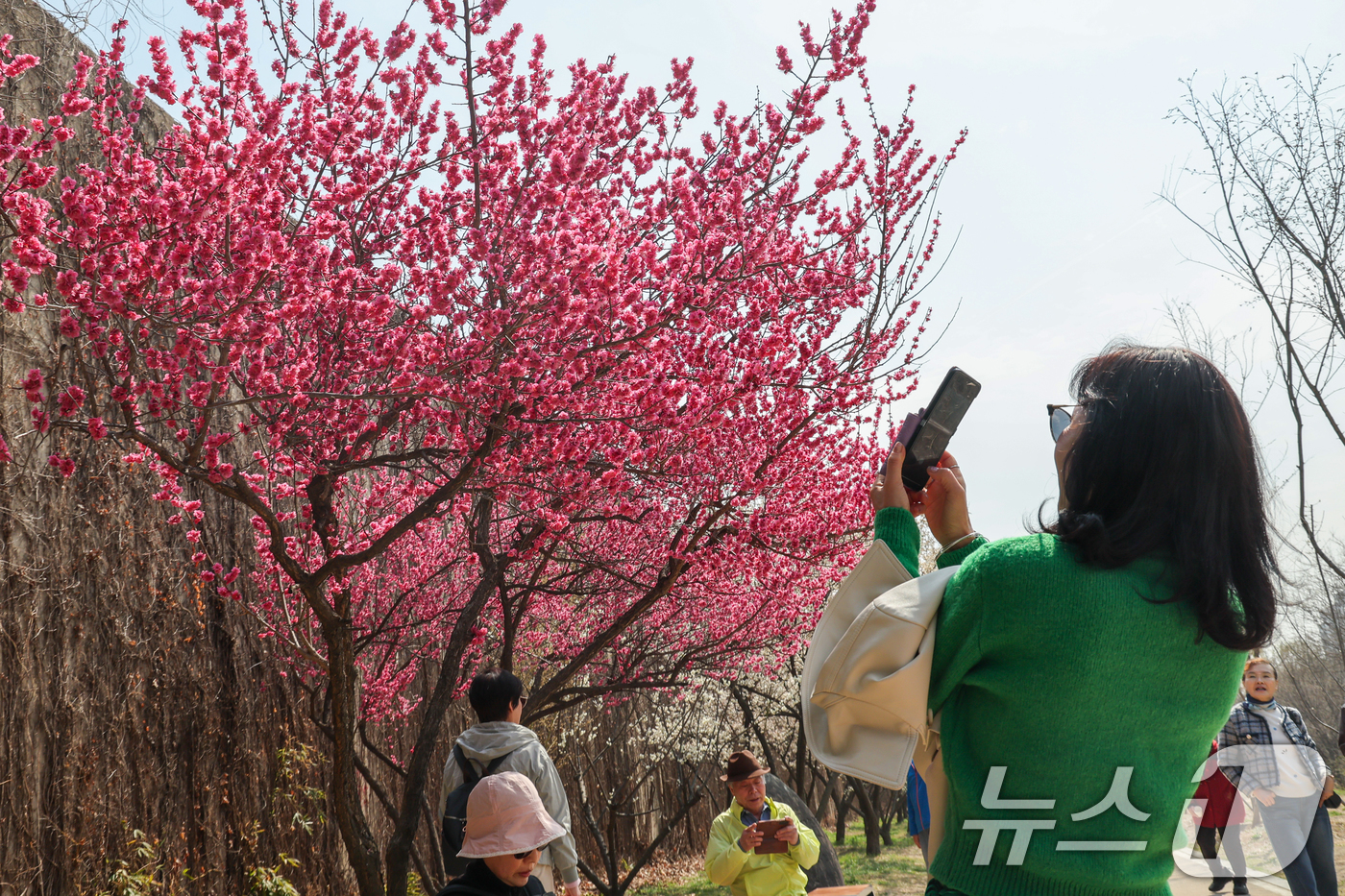 (서울=뉴스1) 안은나 기자 = 낮 최고 기온이 19도까지 오르며 포근한 봄날씨를 보인 24일 서울 성동구 하동매실거리를 찾은 시민들이 홍매화를 감상하고 있다. 2026.3.24/ …
