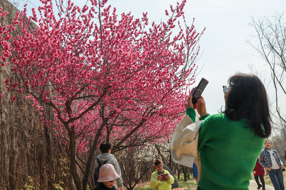 '매화의 매력에 푹'
