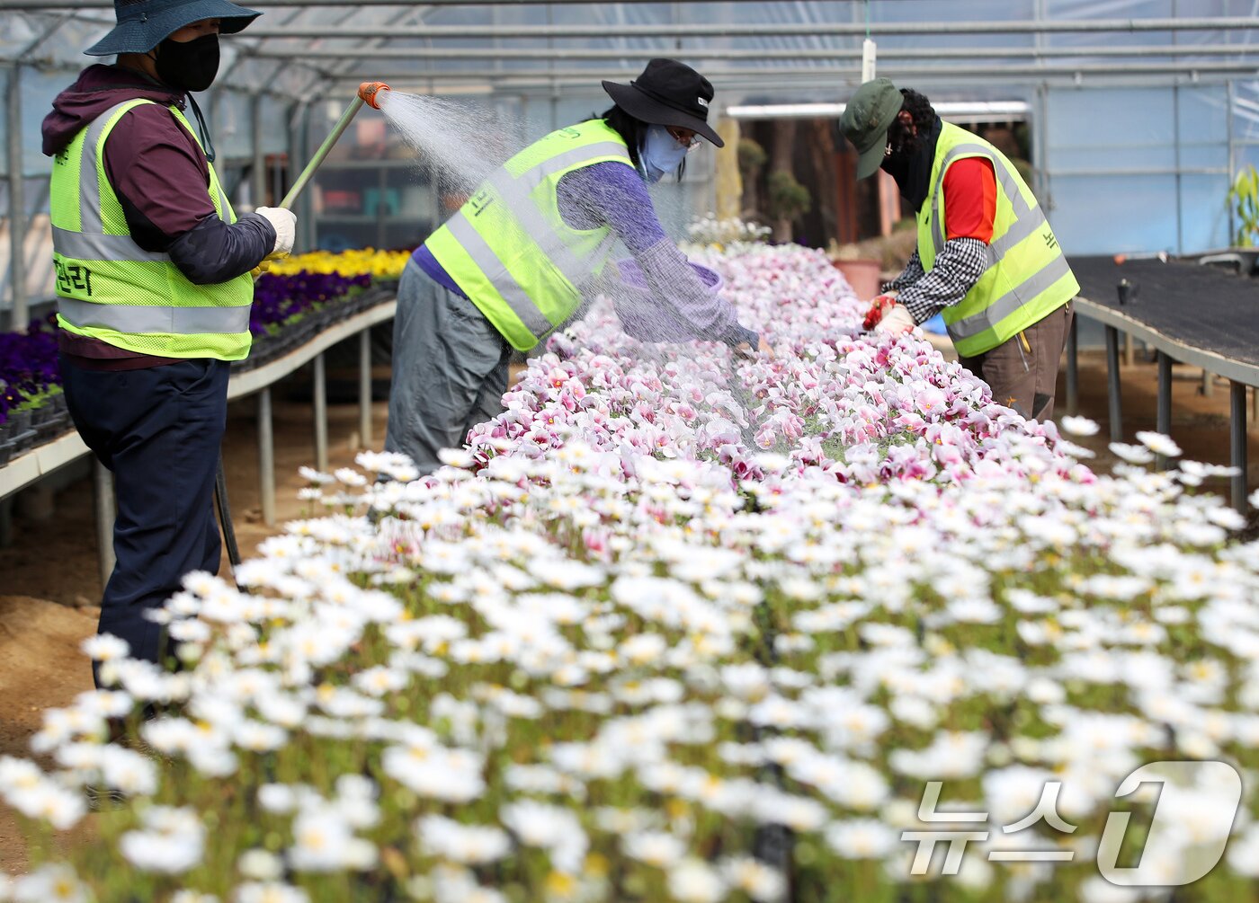 본문 이미지 - 24일 부산 부산진구 백양산 양묘장에서 관계자들이 도심을 단장할 봄꽃을 살피고 있다. 2026.3.24 ⓒ 뉴스1 윤일지 기자