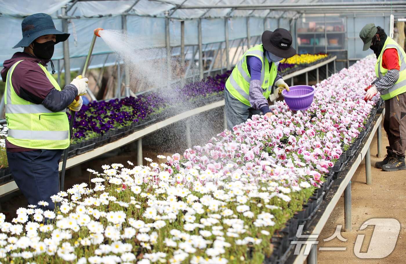 본문 이미지 - 24일 부산 부산진구 백양산 양묘장에서 관계자들이 도심을 단장할 봄꽃을 살피고 있다. 부산진구는 팬지 2만2000본, 크리산세멈 1만3000본, 튤립 8000본 등 봄꽃 4만3000본으로 도심 곳곳을 화사하게 단장할 예정이다. 2026.3.24 ⓒ 뉴스1 윤일지 기자