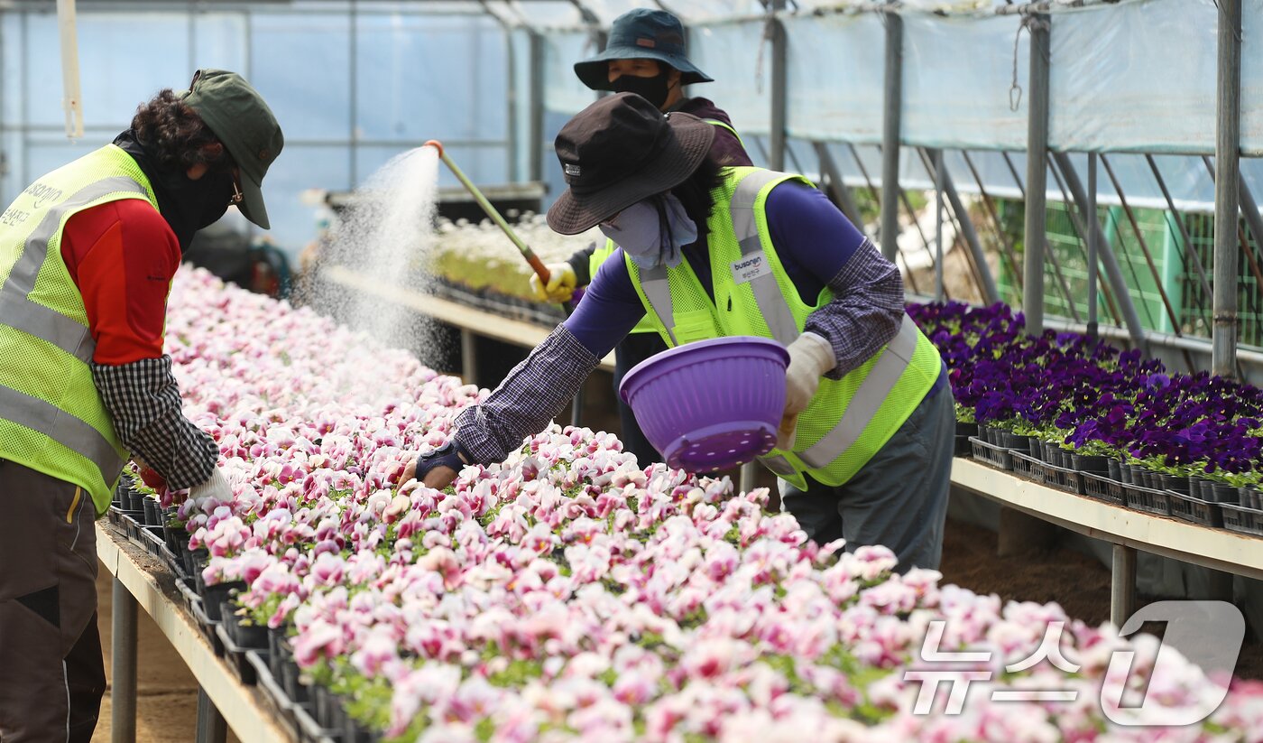 본문 이미지 - 24일 부산 부산진구 백양산 양묘장에서 관계자들이 도심을 단장할 봄꽃을 살피고 있다. 2026.3.24 ⓒ 뉴스1 윤일지 기자