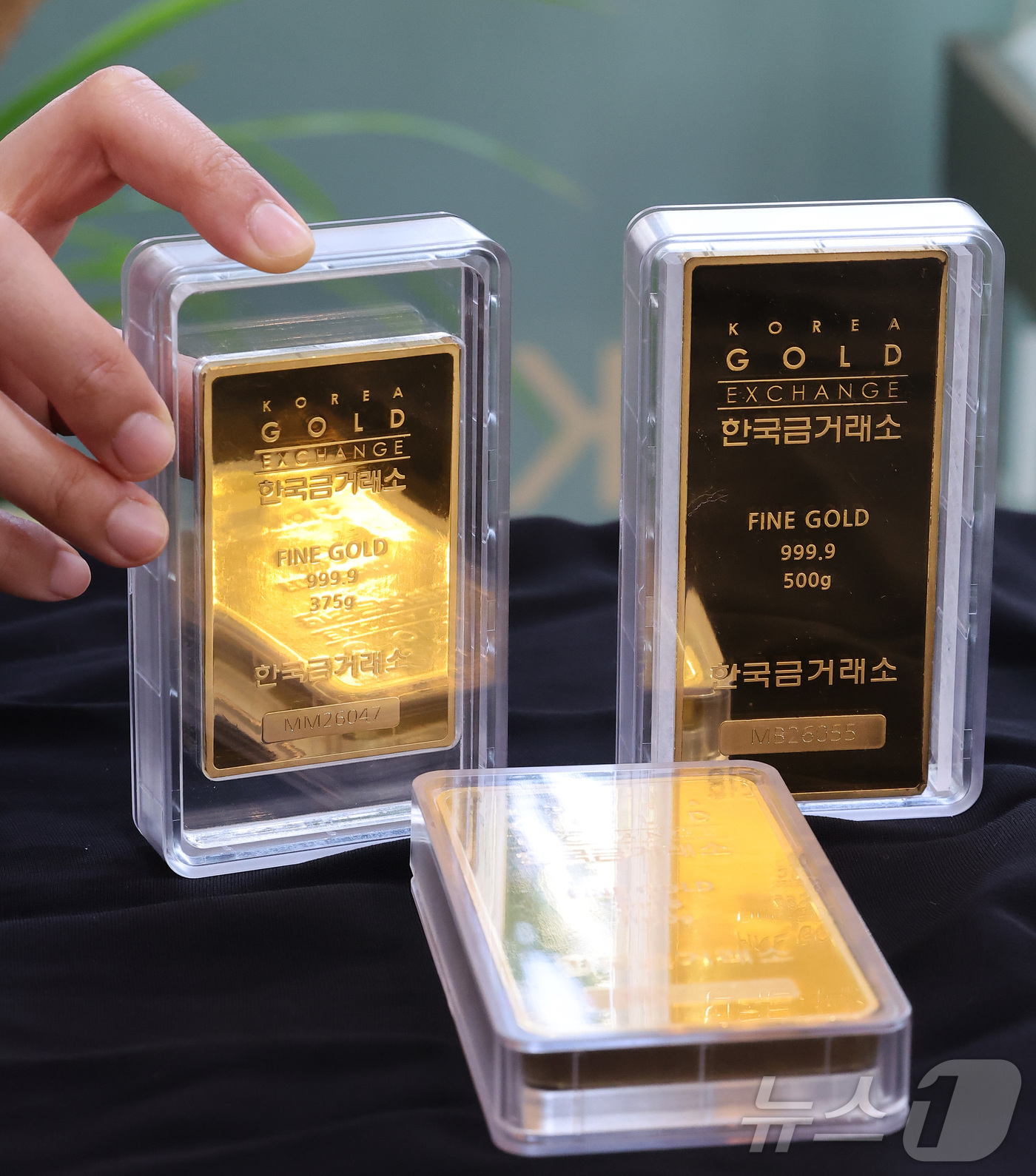 (서울=뉴스1) 김성진 기자 = 중동 전쟁의 불길이 거세지는 가운데 국내 금 시세가 8% 가까이 급락한 24일 서울 종로구 한국금거래소 본점에서 직원이 골드바 등 금 제품을 정리하 …