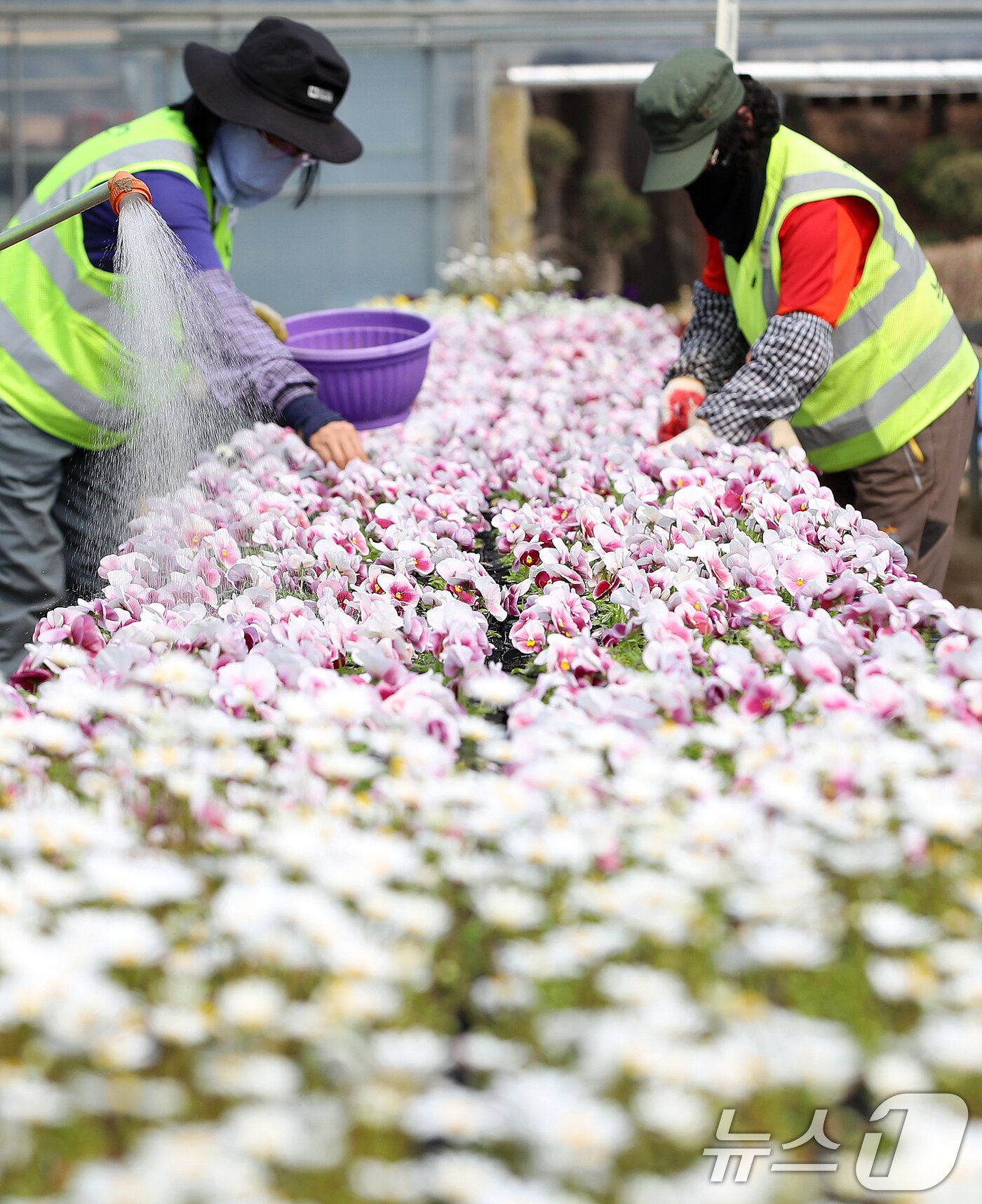 본문 이미지 - 24일 부산 부산진구 백양산 양묘장에서 관계자들이 도심을 단장할 봄꽃을 살피고 있다. 2026.3.24 ⓒ 뉴스1 윤일지 기자