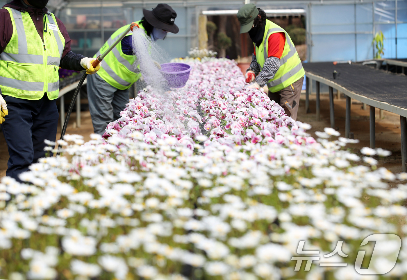(부산=뉴스1) 윤일지 기자 = 24일 부산 부산진구 백양산 양묘장에서 관계자들이 도심을 단장할 봄꽃을 살피고 있다.부산진구는 팬지 2만2000본, 크리산세멈 1만3000본, 튤립 …