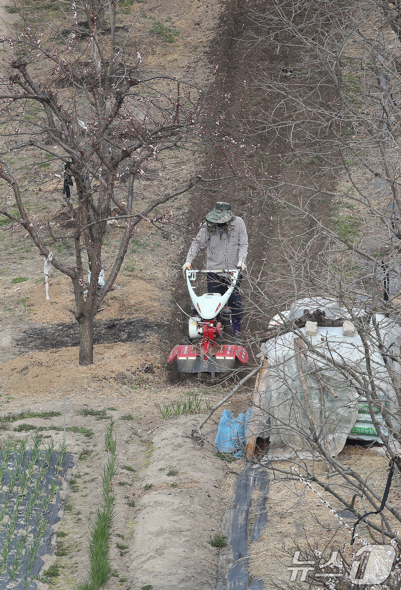(대구=뉴스1) 공정식 기자 = 대구의 낮 기온이 18도를 넘는 포근한 날씨를 보인 24일 대구 수성구 한 밭에서 봄농사를 준비하는 농부가 부지런히 밭을 갈고 있다. 2026.3. …