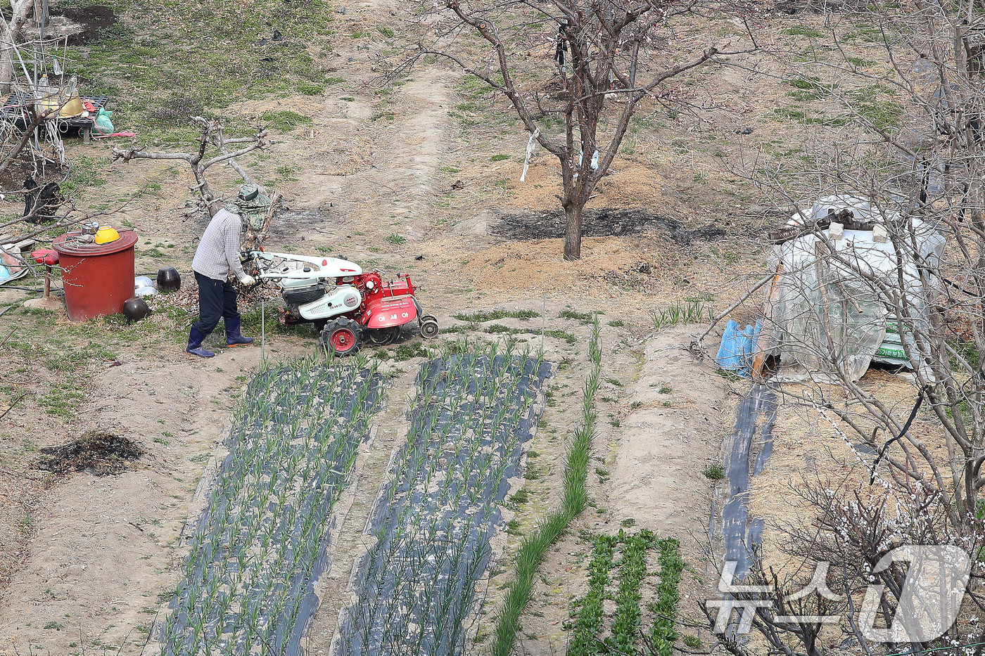(대구=뉴스1) 공정식 기자 = 대구의 낮 기온이 18도를 넘는 포근한 날씨를 보인 24일 대구 수성구 한 밭에서 봄농사를 준비하는 농부가 부지런히 밭을 갈고 있다. 2026.3. …