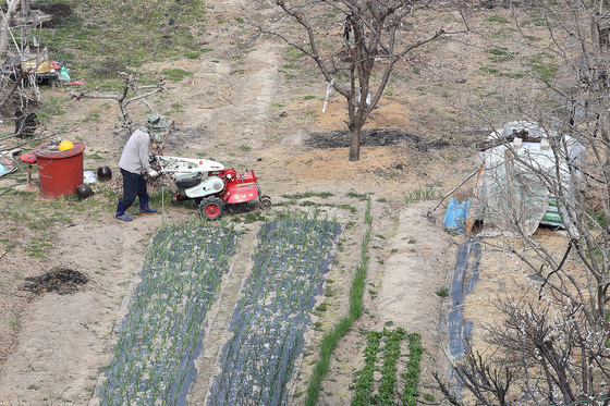 '포근한 봄' 농부는 밭갈이 구슬땀