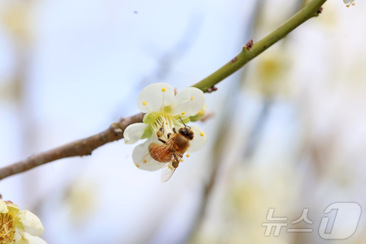 본문 이미지 - 24일 오후 전북 임실군 덕치면 구담마을에 하얀 매화꽃에서 벌이 꿀을 빨고 있다.(임실군제공, 재판매 및 DB금지)2026.3.24 ⓒ 뉴스1 김동규 기자