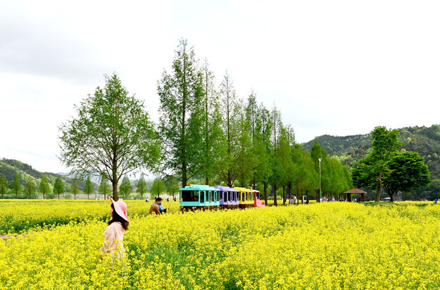 "유채꽃 물결 속으로"…창녕낙동강유채축제 내달 9일 개막