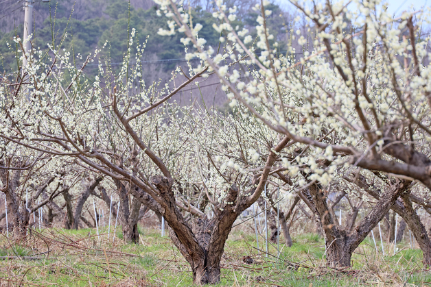 [포토] 임실 구담마을에 활짝 핀 하얀 매화꽃