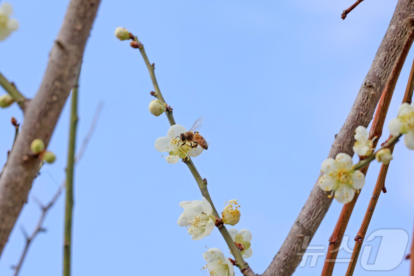 본문 이미지 - 24일 오후 전북 임실군 덕치면 구담마을에 하얀 매화꽃이 활짝폈다. 부지런한 벌이 매화꽃 꿀을 빨고 있다.(임실군제공, 재판매 및 DB금지)2026.3.24 ⓒ 뉴스1 김동규 기자